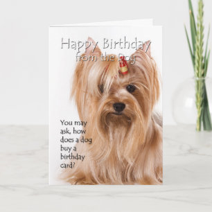 Cartão Do Yorkie