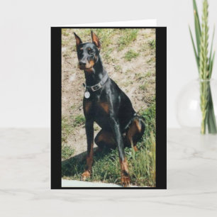 Cartão Doberman greeting card
