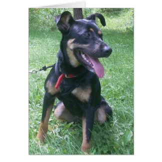 Cartão Doberman Mix Puppy