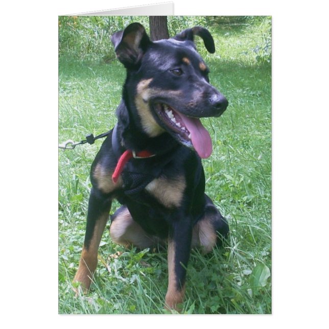 Cartão Doberman Mix Puppy (Frente)