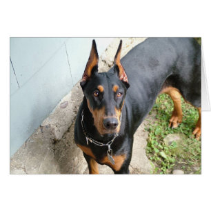 Cartão Doberman Pincher