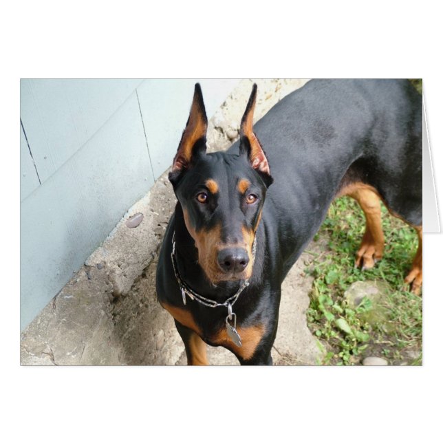 Cartão Doberman Pincher (Frente Horizontal)
