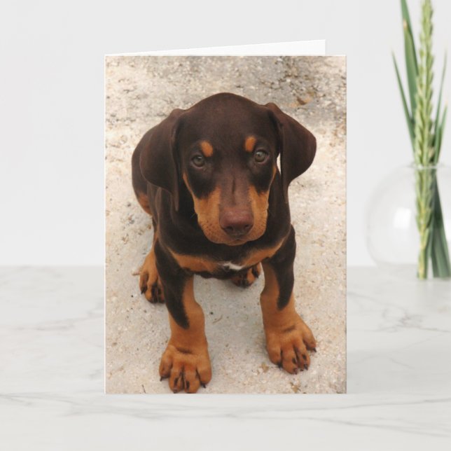Cartão Doberman Puppy (Frente)