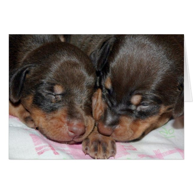 Cartão Doberman Sleeping (Frente Horizontal)