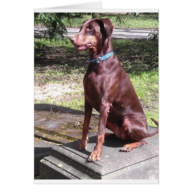 Cartão doberman vermelho (Frente)