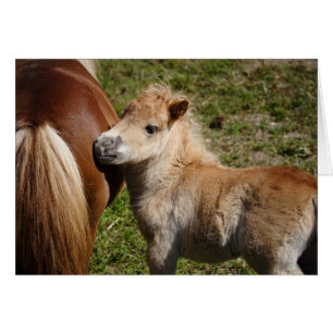 Cartão Doce Haflinger Foal