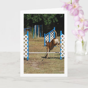 Cartão Dog at Training School