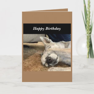 Cartão Dog Birthday Card