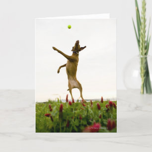 Cartão Dog catching tennis ball in mid-air