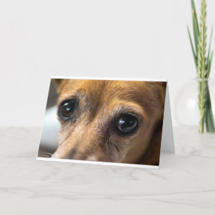 Cartão Dog Eyes
