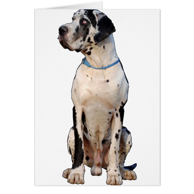 Cartão Dogue Alemão Harlequin (Frente)