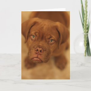 Cartão dogue de bordeaux puppy mastiff card