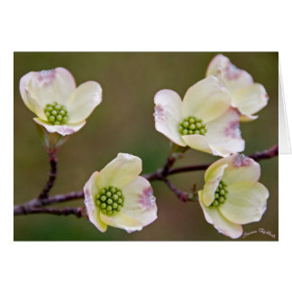 Cartão Dogwood