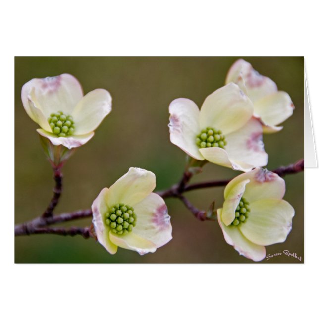 Cartão Dogwood (Frente Horizontal)