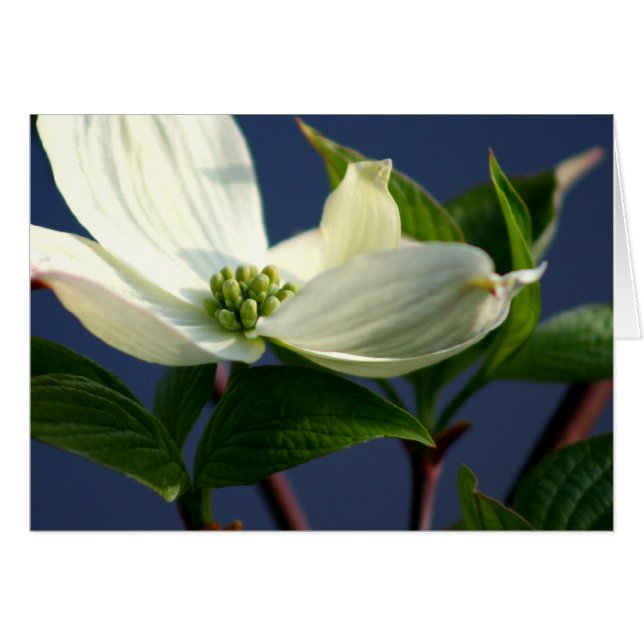 Cartão Dogwood Bloom (Frente Horizontal)