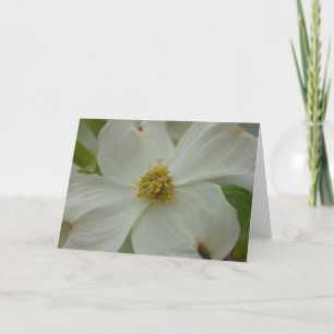 Cartão Dogwood Blossom Greeting Card