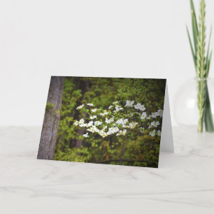 Cartão Dogwood Blossoms, card