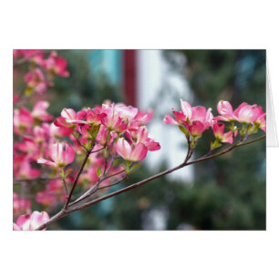 Cartão Dogwood cor-de-rosa