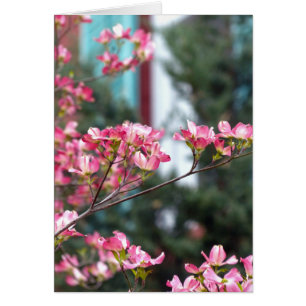 Cartão Dogwood cor-de-rosa