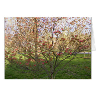 Cartão Dogwood Flor Vermelho