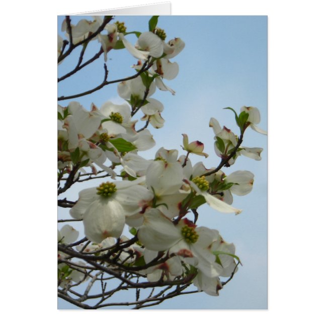 Cartão Dogwoods Deliciosos (Frente)