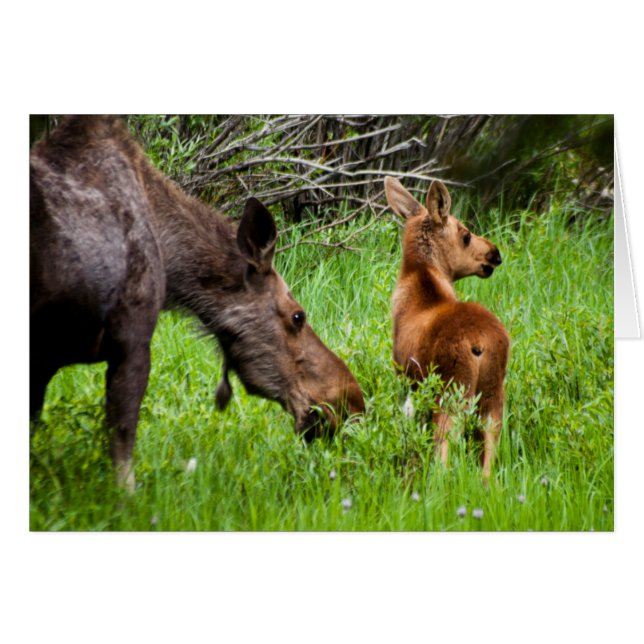 Cartão Dois Alertas, Mãe E Bebê (Frente Horizontal)