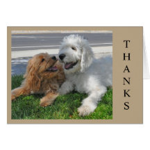 Dois amigos do cachorrinho de Goldendoodle!