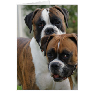 Cartão Dois Cães Boxer
