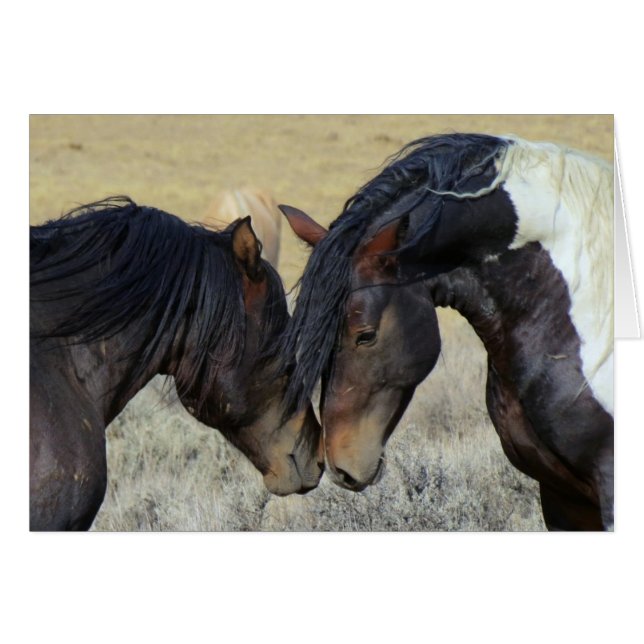 Cartão Dois Cavalos Selvagens Marrons Se Aconchegando (Frente horizontal)