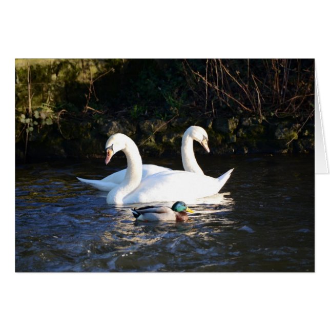 Cartão Dois Cisnes E Um Pato (Frente Horizontal)