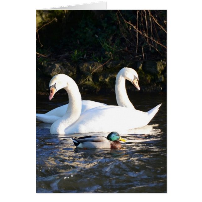 Cartão Dois Cisnes E Um Pato (Frente)