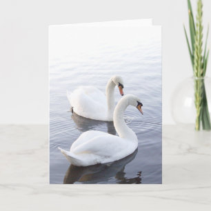 Cartão Dois Cisnes Nadando no Lago Tranquilo