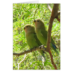 Cartão Dois Cockatoos da arizona