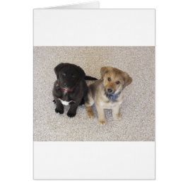 Cartão Dois Cute Labrador Puppies