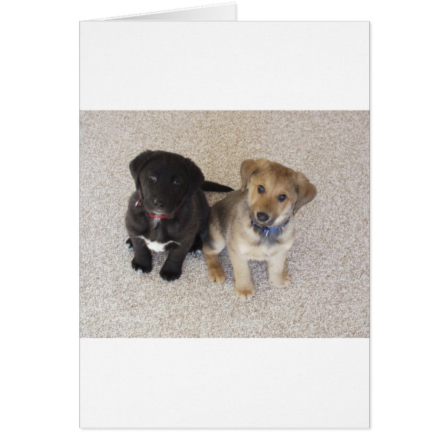 Cartão Dois Cute Labrador Puppies (Frente)