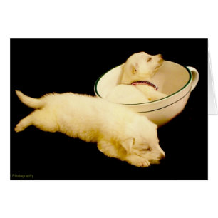 Cartão Dois filhotes de cachorro brancos do german