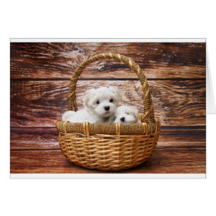 Cartão Dois filhotes de cachorro malteses bonitos que
