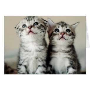 Cartão Dois Gatinhos Gelados