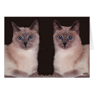 Cartão Dois Gatos Siameses