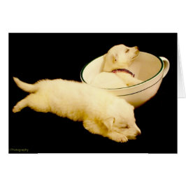 Cartão Dois German shepherd brancos