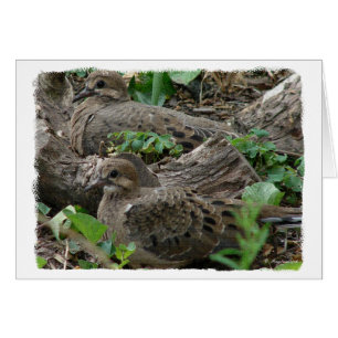 Cartão Dois Jovens Doves