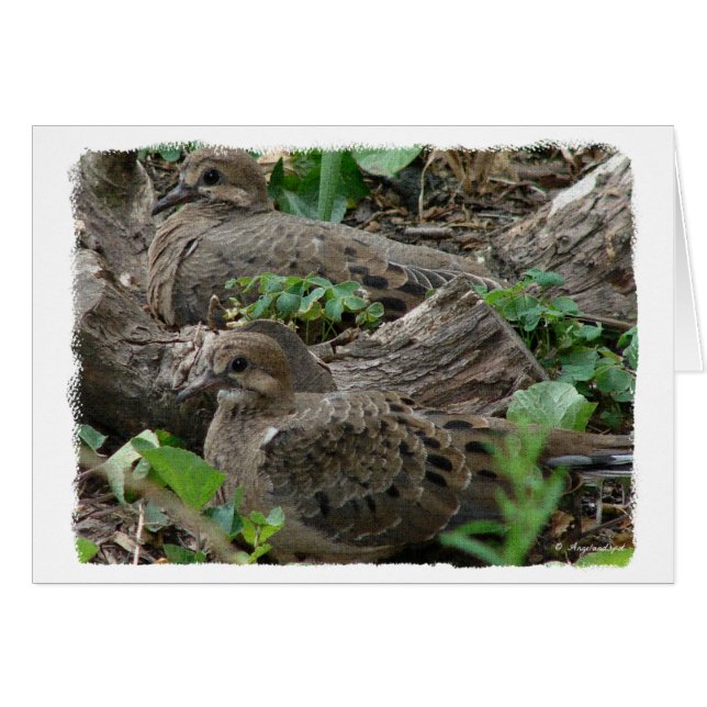 Cartão Dois Jovens Doves (Frente Horizontal)