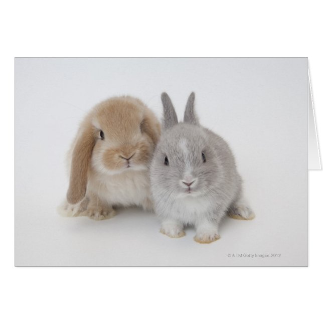Cartão Dois Países Baixos anão e bunnias Holland Lop (Frente Horizontal)