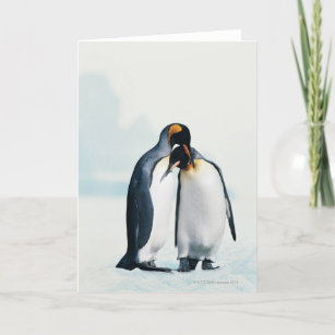 Cartão Dois pinguins afetivos