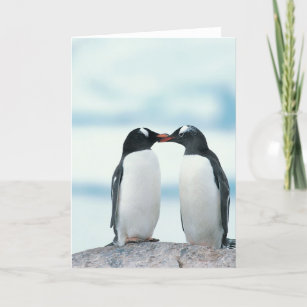 Cartão Dois pinguins tocando bicos