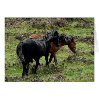 Cartão Dois Pôs Dartmoor Roaming Na Cabeça