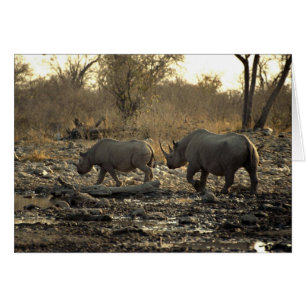 Cartão Dois rhinos