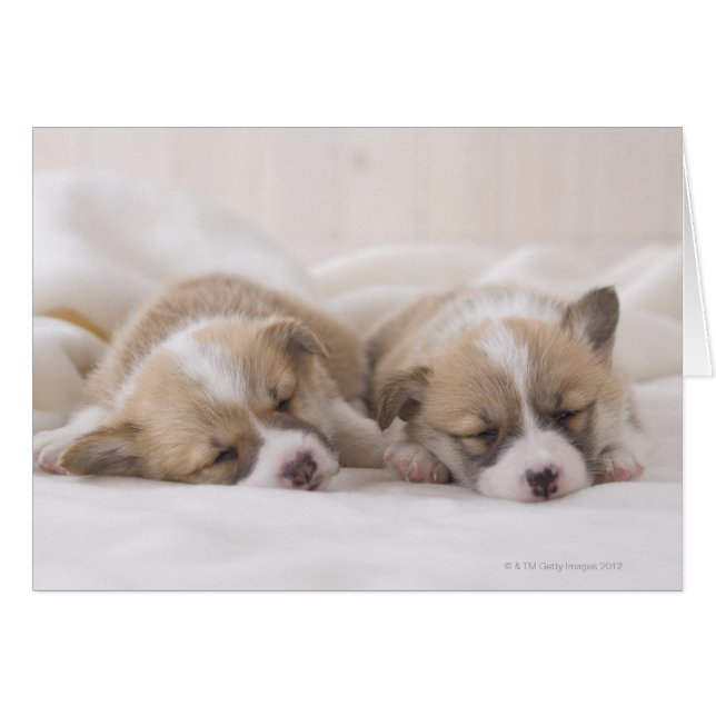 Cartão Dois Welsh Corgi Dormindo (Frente Horizontal)