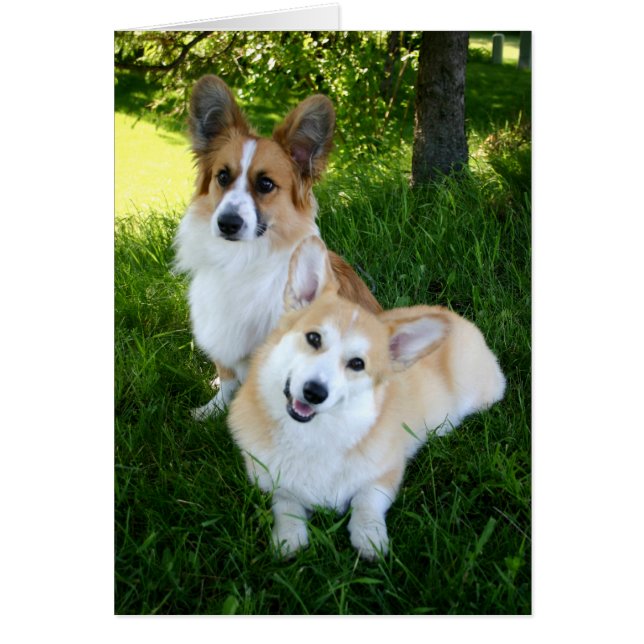 Cartão Dois Welsh Corgis (Frente)