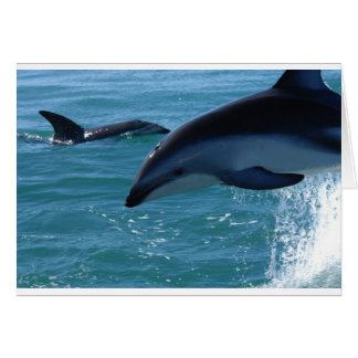 Cartão Dolphin Splash Destiny Beach Ocean Nature
